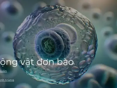 Sinh sản và phân bố của động vật đơn bào