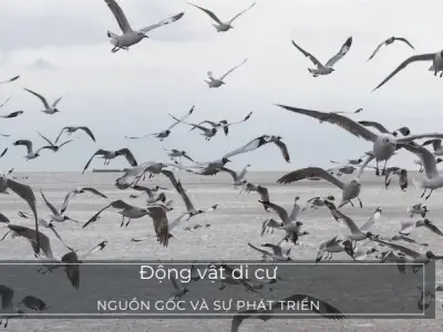 Động vật di cư - Các hình thức di cư và ý nghĩa sinh thái của việc di cư ở động vật