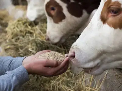 Phân loại dinh dưỡng ở động vật - Sự đa dạng và ý nghĩa