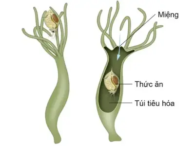 Sự phức tạp của những động vật có túi tiêu hóa