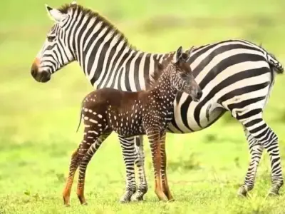 Khám phá động vật đột biến - Ví dụ về những loài đột biến kỳ lạ nhất