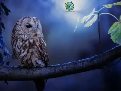 Động vật ăn đêm - Sự thích nghi độc đáo trong thế giới tự nhiên