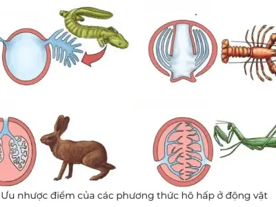 Tìm hiểu về hệ hô hấp ở động vật - Cẩm nang sinh học