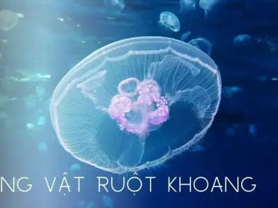 Động vật ruột khoang - Cầu nối quan trọng trong chuỗi thức ăn biển