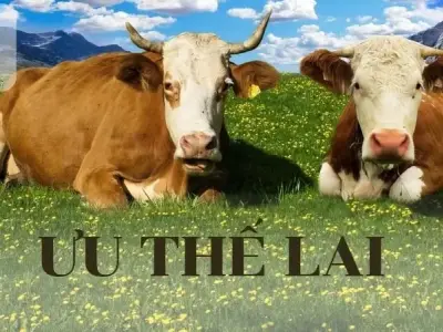 Ưu thế lai và các phương pháp tạo ưu thế lai