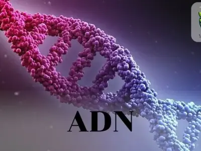 ADN là gì? Khái niệm, cấu trúc và chức năng của ADN