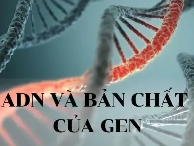 ADN và bản chất của GEN