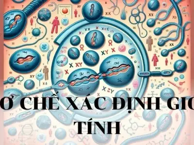Cơ chế xác định giới tính: Khái niệm, phân tích và vai trò
