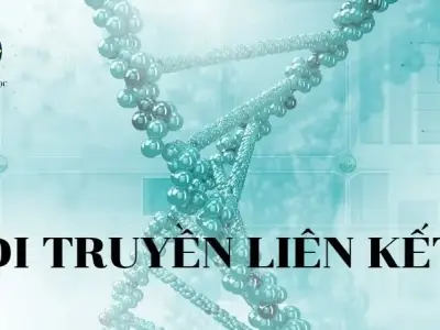 Di truyền liên kết - Khái niệm, đặc điểm và ý nghĩa của di truyền liên kết