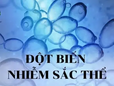 Đột biến nhiễm sắc thể là gì? Nguyên nhân và hậu quả 