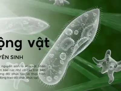 Vai trò sinh thái quan trọng của động vật nguyên sinh
