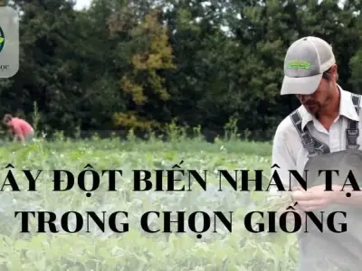 Gây đột biến nhân tạo trong chọn giống