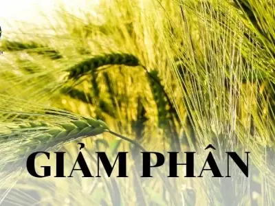Giảm phân - Khái niệm, ý nghĩa và quá trình giảm phân
