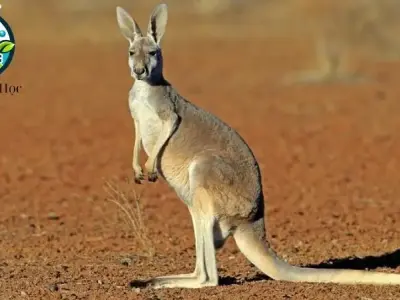 Động vật đi đứng bằng hai chân - Cấu tạo, đặc điểm và vai trò trong hệ sinh thái