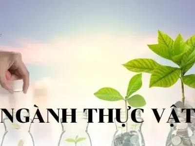Ngành thực vật: Khái niệm, đặc điểm và phân loại ngành thực vật