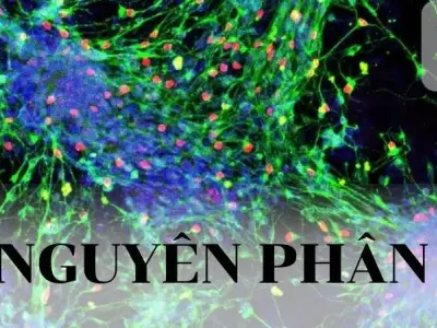 Nguyên phân là gì? khái niệm, ý nghĩa và quá trình nguyên phân