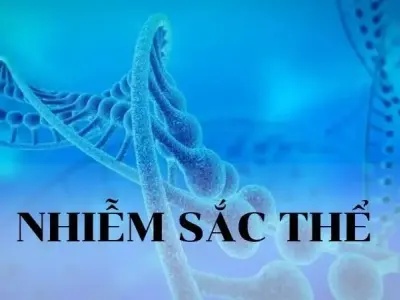 Nhiễm sắc thể - Khái niệm, đặc điểm, cấu trúc và chức năng