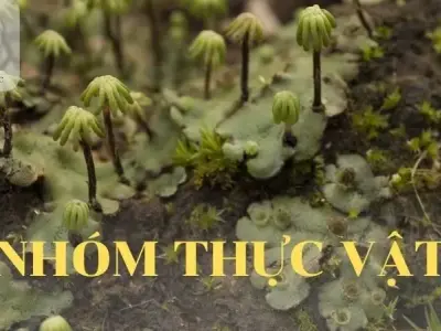 Nhóm thực vật - Khái niệm, phân loại và vai trò của nhóm thực vật