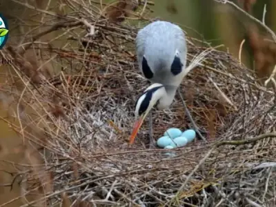 Bí ẩn về sinh sản ở động vật đẻ trứng - Vòng đời và sự phát triển