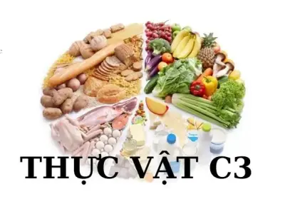 Thực vật C3 là gì? Đặc điểm và điều kiện sống của thực vật C3