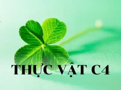 Thực vật C4: Khái niệm, cấu trúc và vai trò của thực vật C4