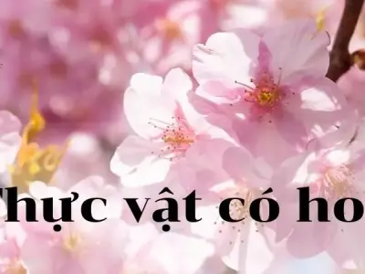 Thực vật có hoa: Cấu tạo, chức năng và quá trình sinh sản của chúng