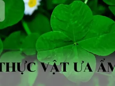 Thực vật ưa ẩm: Định nghĩa, đặc điểm và lợi ích của thực vật ưa ẩm 