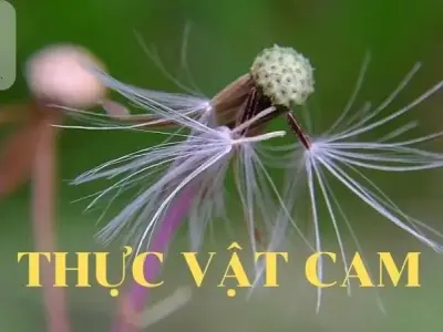 Thực vật Cam là gì? Đặc điểm, vai trò và ứng dụng của thực vật cam