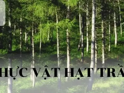 Thực vật hạt trần: khái niệm, đặc điểm, phân loại và vai trò của thực vật hạt trần