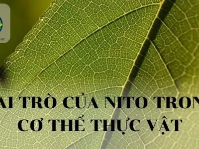 Vai trò của Nitơ trong cơ thể thực vật
