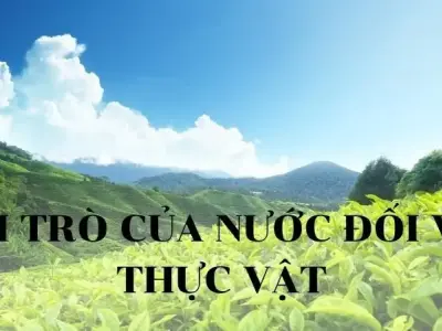 Vai trò của nước đối với thực vật