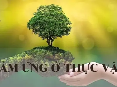 Cảm ứng ở thực vật: Ý nghĩa và ứng dụng trong đời sống