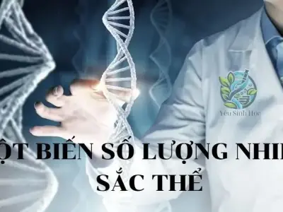 Đột biến số lượng nhiễm sắc thể