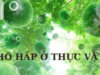 Hô hấp ở thực vật - Khái niệm, quá trình và vai trò của hô hấp