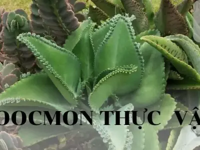 Hoocmon thực vật: Khái niệm, đặc điểm, phân loại, vai trò