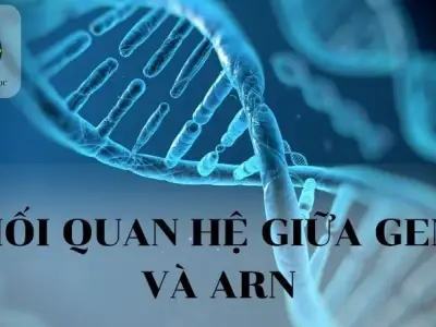 Mối quan hệ giữa GEN và ARN