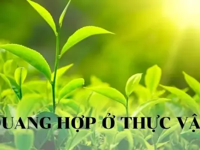 Quang hợp ở Thực vật - Quá trình, Ý nghĩa và Vai trò trong sinh thái