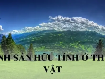 Sinh sản hữu tính ở thực vật - Đặc điểm, quá trình và ý nghĩa