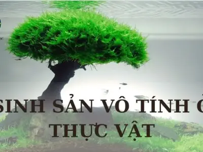 Sinh sản vô tính ở thực vật - Khái niệm, phân loại và vai trò
