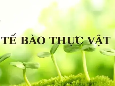 Tế bào thực vật - Cấu tạo, chức năng và vai trò của tế bào thực vật