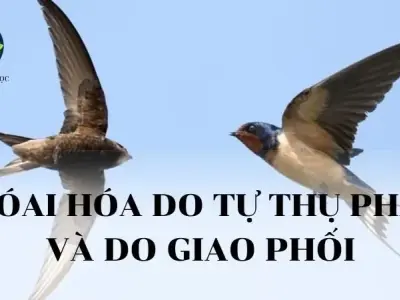 Thoái hoá do tự thụ phấn và do giao phối gần