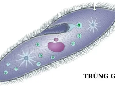 Khám phá về trùng giày - Đặc điểm và Sinh học