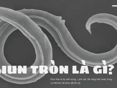 Giun Tròn - Những hiểu biết cơ bản và cách phòng tránh nhiễm trùng