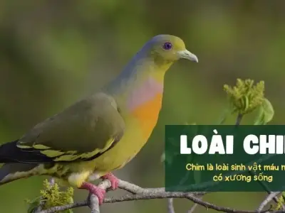 Khám phá sự đa dạng của loài chim trên Trái Đất