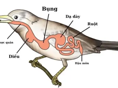 Quá trình dinh dưỡng ở động vật và môi trường sống