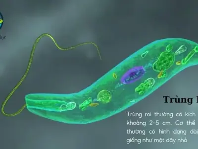 Khám phá về trùng roi - Đặc điểm sinh học và vai trò trong Hệ sinh thái