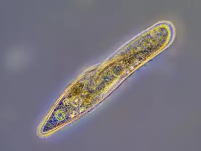 Tìm hiểu về tập tính và sinh sản của giun dẹp - Cách kiểm soát giun dẹp