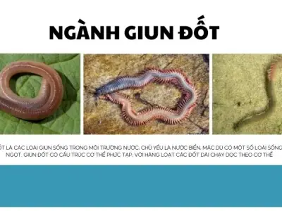 Tìm hiểu về cấu trúc và sinh sản của giun đốt