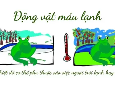 Sự thú vị của động vật máu lạnh - Sự linh hoạt và đa dạng trong hành vi sinh học