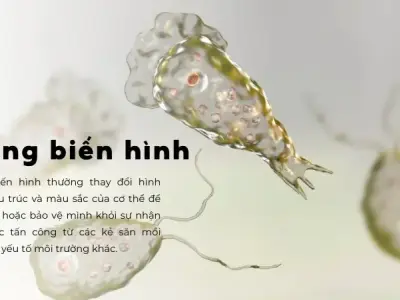 Trùng biến hình - Khám phá đặc điểm, cấu tạo và chức năng của chúng